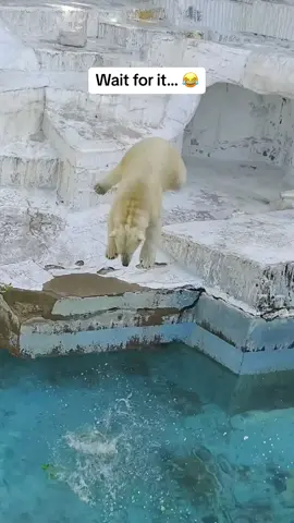 Polar bears are basically just labs 👏 #fetch #athleticanimals #diving (robrobanimals/IG) 