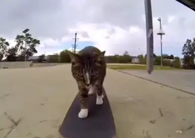 Cat skating #meme #fyp #foryoupage #skate #cat 