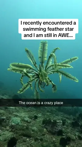 Nature is INCREDIBLE 🤯🤯🤯 #Pubity (Via: IG/seayouunderwater)