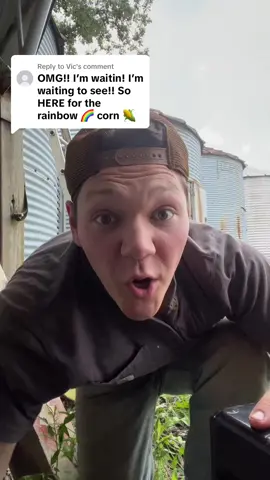 Replying to @Vic wait, what happened to the rainbow corn?! #corn #rainbow #farming