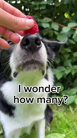 How many raspberries one can balance on the nose? Can you beat his score?  #dogchallenge #funchallenge #funchallenges #topdog #superdog #dogtrickschallenge #dogtricks #hundetricks 