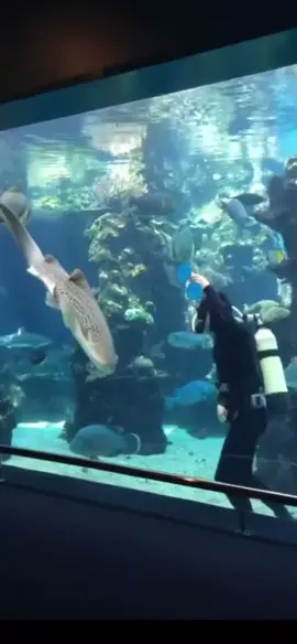 me when i see a shark 😻