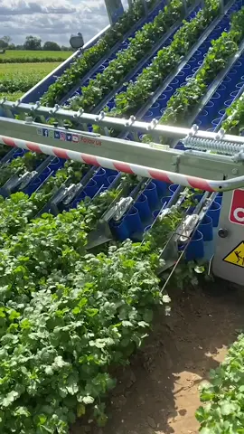 Coriander Harvesting || Leafy Greens Harvester FR 38 Made By De Pietri Srl Italy || #harvester 