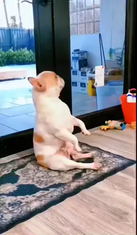 A happy dog with a happy bgm#fyp #frenchbulldog #frenchie #bmg #foryou #foryoupage #fyp