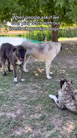 They dont really go for it but Pete tries to get them to play. Judge will chase him😂 #livestockguardiandog #anatolianshepherd #dogtok #bordercollie #farm 