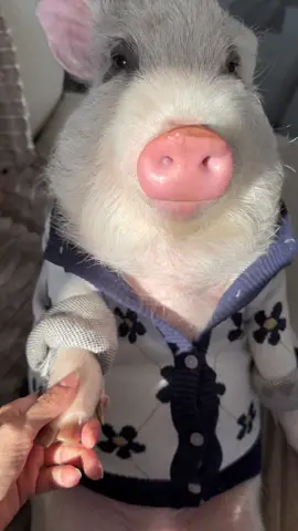 #roxxydepalma #minipig #mascotastiktok #minipigs 