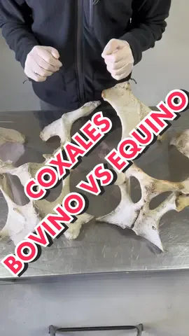 Comparativa entre los huesos coxales de un equino y los de un bovino, principales diferencias. Pueden pedir si quieren que hagamos videos asi con otros huesos! . . . . . . . #CapCut #fyp #vet #vetlife #veterinarian #anatomy #parati #anatomia #anatomyclass #medicina #medicinaveterinaria #traumatologia #equino #equinevet #equinelife #equine #caballo #caballos #bovino #vacas #vaca 