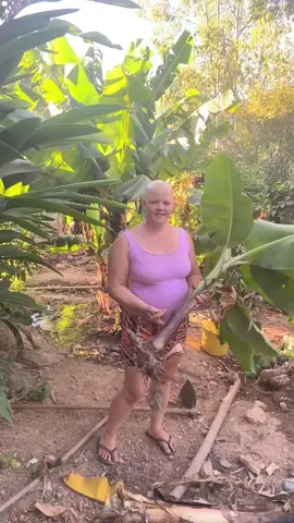 #dicaboa #plantandobananaira #viral #viralizar #mulhernotiktok #mulherdaroça 