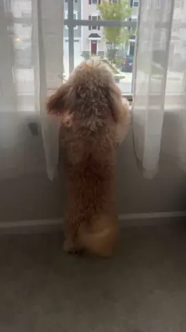 The way our pup eagerly waits for us through the window 🥺💗😩#dogloverforever#windowview##adorablepets#puppyeyes#heartwarmingvideos#heartwarmingmoments#dogsoftiktok 