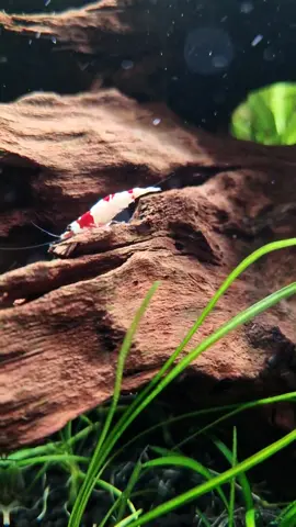 Shrimps inside aquarium #shrimp #aquarium #shrimptank #nanoaquarium #viralvideo #fyp #foryou 