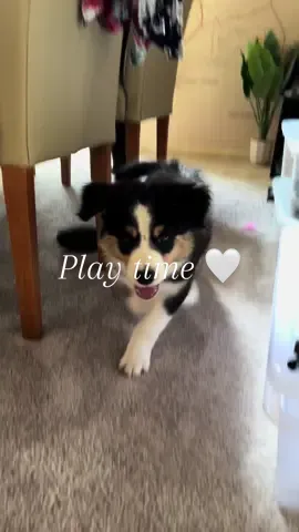 Play time 🐞 #dog #pup #puppy #puppylove #puppytiktok #dogtok #dogsoftiktok #doglove #puppytok #fyp #australia #foryou #dogmom #puppylife #bordercollie #bordercolliesoftiktok #bordercolliepuppy #doglover #doggo #bordercolliepup 