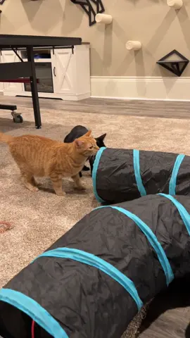 Cats are loving their new toy, especially when doing high speed chases😸 #fyp #catsoftiktok #cat #cattoys #trend #foryou #catlover #amazonfinds #amazon 