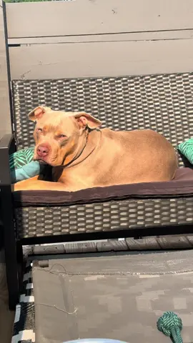 zoe looked over at the door, like she was telling me to go inside & leave her alone 😥 #bulliesoftiktok #dogsoftiktok #dogs #americanbully #blackpeoplepets 