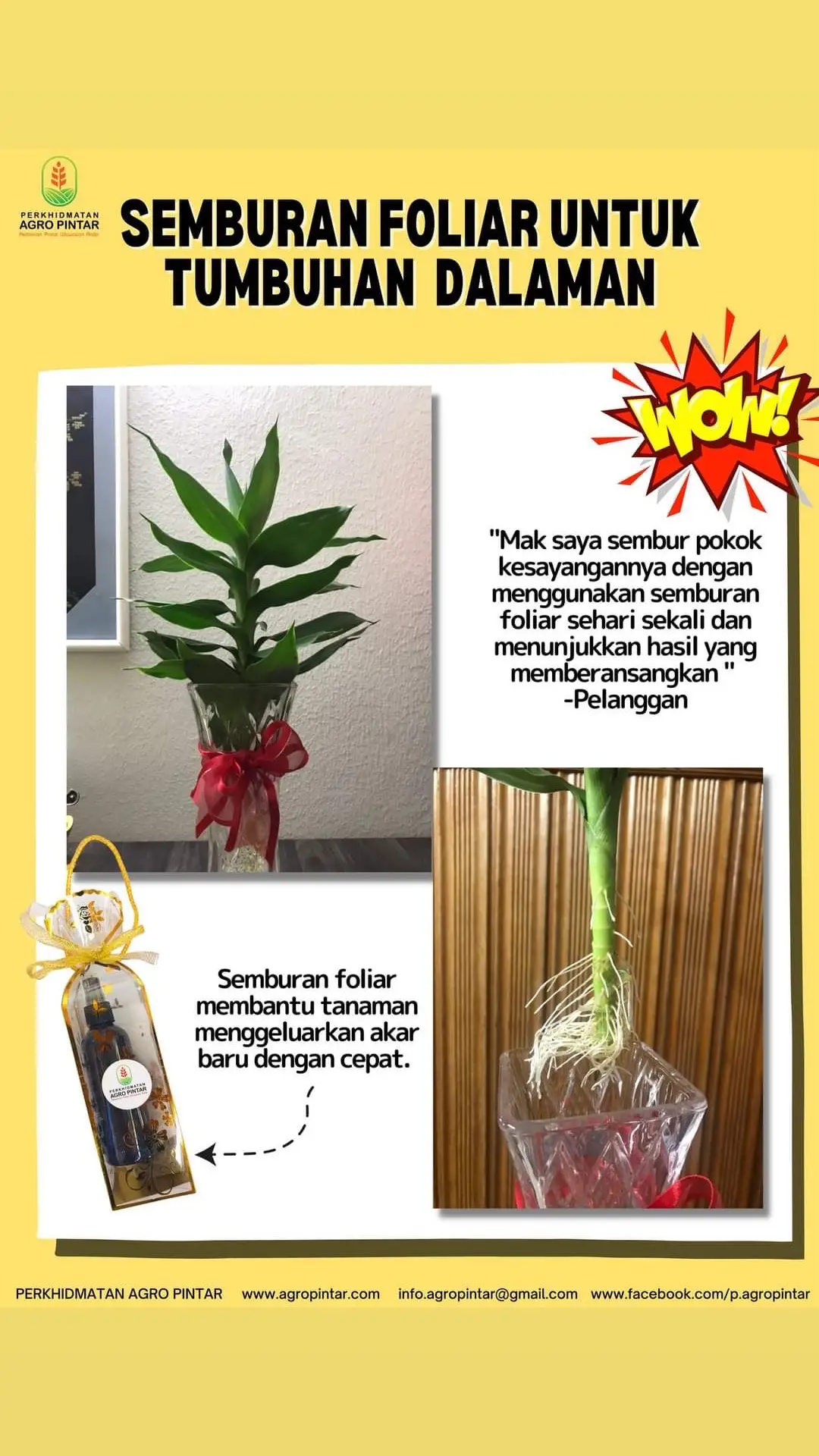 “Tumbuhan dalam rumah saya tumbuh baik & sihat dengan akar yang sihat terbentuk” testimoni pelanggan NutriBoost 🌱 Ubah taman anda dengan baja organik semburan siap bancuh, bermula dari RM 5! 🌿🌼 🚀 Luangkan masa yang lebih singkat dengan pemakaian yang mudah! Baja siap guna kami direka khas untuk keselesaan anda. Hanya sembur dan saksikan tumbuhan anda berkembang subur! 🌿💦  #PertanianOrganik #TumbuhanSihat #UjianTanah #agropintar #perkhidmatanagropintar #petani #agriculture #fyp #farmer #tanaman #sayur #bunga #baja #bajaorganik #tanah #bunga #agronomi #sawit #pintarf1 #nutriboost 