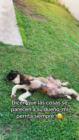 T amo gorda jsjsjs 🐾🫶🏼 #parati #fyp #mascotas #perros #inlove 