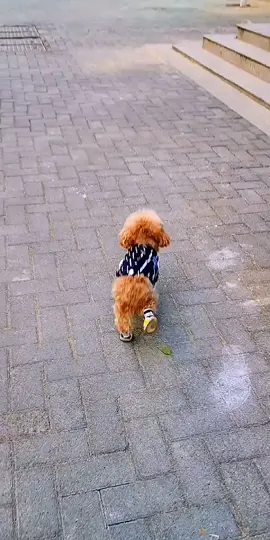 #cute #cute #fyp #dog #xh #pet #thucung #poodle #bunquystoc 