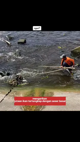 jutaan ikan atau ribuan ikan tertangkap setiap hari nya,,cukup dengan pakai seser besar atau hayap sakti tradisional fishing 
