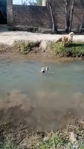 🦆 pintar 😂 #ngakak #viraltiktok #viralvideo #hewan #anjinglucu #gemes #lucu#lucu_ngakak #ketawa 