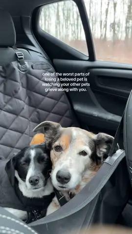 she misses him too. 🤍 #petloss #petgrief #caninecancer #souldog 