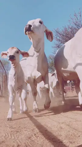 Appendix A Brahman heifers with their little ones. Some nearing calving time🐮      #cattlestampede  #brahmancattle #brahmancattleoftik #brahmansouthafrica #farmingsouthafrica #beeffarmersandranchers #naturalfarming #grasstobeef #limpopotiktoker #limpopofarming #womeninagriculture #mycows #brahmancow #brahman #studcattle #cattleranch #farmlife #farmtok #beef #SummerlandBrahman 