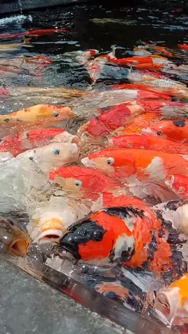 Ikan Mas Koi #fypシ #fypシ゚viral #ikanhias #ikanmas #ikanemas 