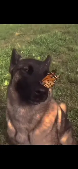 I have no enemies #butterfly #dog #meme