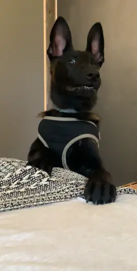 Update: it’s his bed now. We sleep on the floor. 🐾 This is in my top 5 favorite videos of Arlo as a pup.  #belgianmalinois #puppy #dog #dogsoftiktok #fy #fyp 