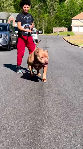 The Sound Of a 140lB Dog Pulling His 120lB Owner‼️😂🤦‍♂️  #XlBully #XlBullies #Bully #americanbully #pitBull #Microbully #PocketBully #frenchie #puppy #puppylove #dogsofinstagram #newborn #viral #doglife #instagood #Love #fun #babies #babyanddog #instapic #FamilyDog #family #dogfriends #dogshow #champ #NBA #trending #trends #nfl