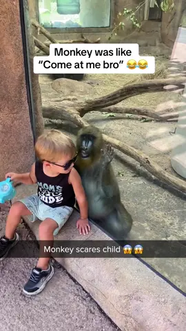 Monkey scare pranks child 😂 We were visiting the zoo when this Mandrill Monkey decided to play a scare prank on my son 😂 🎥 Credit: @ky.  #mandrillmonkey #monkey #monkeysoftiktok #zoo 