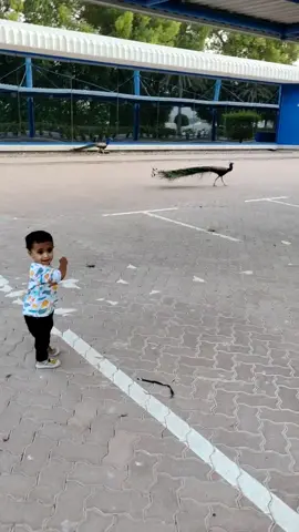 My Power With peacock's 🦚🦚#picokdance #peacock #dubai #foryou #trending #myson #meghashyam #manishpower #dubai_dxb_uae 