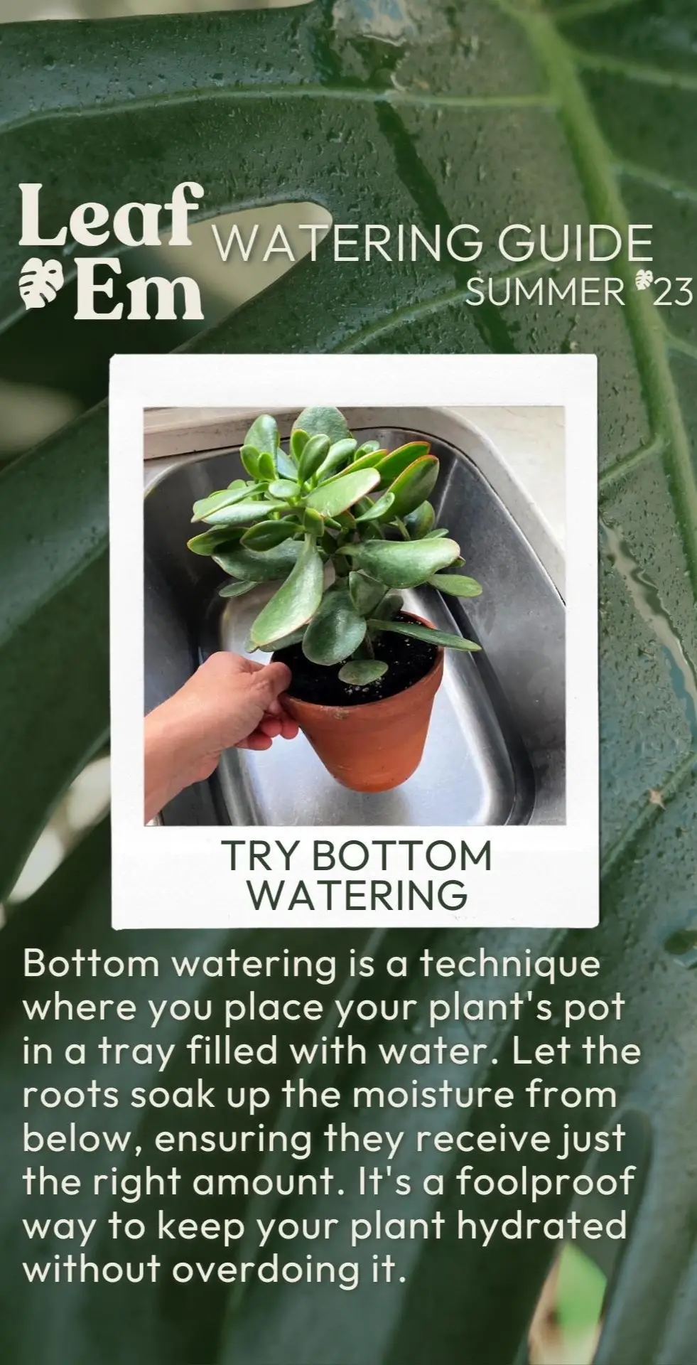 Soggy roots and scorched leaves are out this summer.❌ It’s time to say hello to happy, thriving plants with our watering reminders!🚰🪴 1️⃣ Don't let your plant sit in water: Avoid waterlogged soil by ensuring proper drainage. Let excess water escape through drainage holes, so your plant can breathe and grow without drowning. 2️⃣ Showers are great for tropical plants: Treat your tropical pals to a spa day! Give them a refreshing shower every now and then to mimic their natural humid environment. They'll soak up the moisture and show their gratitude with vibrant growth. 3️⃣ Planters need drainage holes: When choosing a planter, make sure it has drainage holes. These tiny portals allow excess water to escape, preventing root rot and other water-related woes. 4️⃣ Water with room temperature water: Avoid temperature shocks by using room temperature water. Cold water straight from the tap can shock the roots, while hot water can scorch them. Keep it room temp. and watch your plants thrive! 5️⃣ Try bottom watering: Flip the watering game upside down! Bottom watering is a technique where you place your plant's pot in a tray filled with water. Let the roots soak up the moisture from below, ensuring they receive just the right amount. It's a foolproof way to keep your plant hydrated without overdoing it. 6️⃣ Adjust for seasonal changes: Mother Nature loves to switch things up, and your plants feel it too! Adjust your watering routine to accommodate seasonal changes. As the temperature and humidity fluctuate, your plants' thirst will vary. Observe, adapt, and give them the hydration they need. What’s your favorite plant parent watering tip? Let us know in the comments!💧 #watering #wateringplants #wateringplant #wateringguide #wateringtips #wateringtips🌿 #rootrot #rootrot🌿 #plantshowering #bottomwateringplants #bottomwatering #wateringmethod #wateringtips #wateringtips🌿 #plantcaretipsfordummies #plantcareguide 