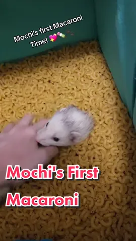 Baby Mochi's first time in macaroni! Shes a pro now! 💖🍡🐾 #ferretsoftiktok #ferret #ferrets #wholesome #mochitheferret 