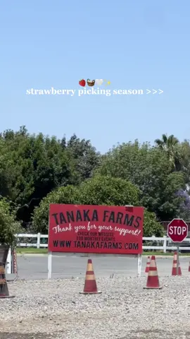 this is your sign to go strawberry picking before summer is over!!🍓🧺🤍 #summerbucketlist #thingstodoinla #strawberrypicking #friendactivities 