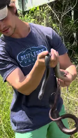 Look at this coachwhip snake I found under tin! #snake #fyp 