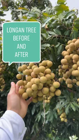 Mama Judy’s Longan tree before and after! 2 months apart! #longan #exoticfruit #harvest #homegrown #urbangarden #urbanfarming #beforeandafter #fyp 