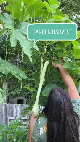 That double cheeked up tomato tho 👀 #gardenharvest #gardentiktok #gardenwithme #growyourownfood #cottagecore #harvestbasket 