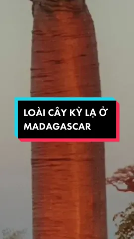MADAGASCAR | Part 2: Loài cây huyền thoại của Madagascar! Có hẳn một khu đại lộ của riêng loài cây này #madagascar #baobab #travel #xuhuong #trending #africa #beautifuldestinations #baobabavenue 