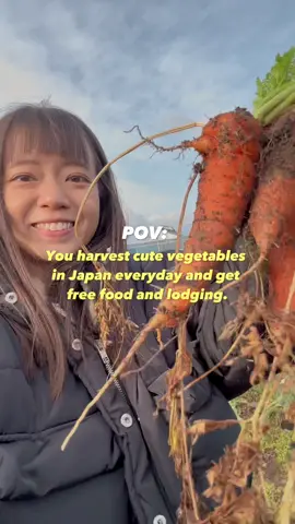 I only have 2 episodes of this.. 🙈 Wanted to share my first #WorkawayAdventure on Tsukuyomi Farm in Awa, Tokushima back in March! It was awesome to experience the local lifestyle firsthand and enjoy slow paced travel. 🐢 You won’t be getting luxurious accommodations and fancy food, and work can be a little hard sometimes. But it is a great experience if you let go of expectations of what typical travel should be like. There is also another similar platform called WWOOF where it is focused on organic farms only. (Workaway has a wider variety of hosts) Would you be keen to travel like this? 😊 . . .   #japantravel #visitjapan #tokushima #farmlife #farmlifestyle #countrysidelife #sustainabletravel #vegantraveller #workaway #wwoof #vegetablefarm #organicfarming