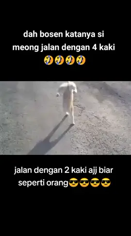 #kucing #kucinglucu #kucingtiktok #samasamaketawa #🤣 #musergeneretion #tiktokgeneration #fyp 