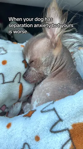 If my chihuahua isn’t invited I’m not going. #dogs #dogmoms #chihuahuas #hairlesschihuahua #dogvideos #wholesome #hairlessdog #dogmomlife #dogtok #dogsoftiktok #sillydogs 