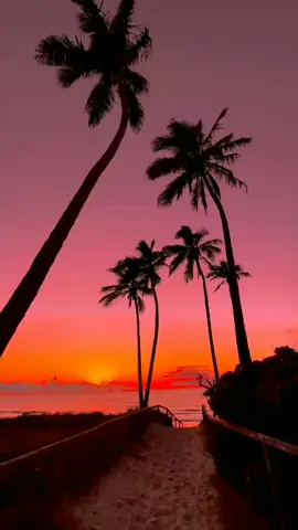 Palm trees 🌴💜 🌴 💜🌴 #naturel #naturescereal #paradises #palmtrees #californiadreaming #oceanside #oceansidecalifornia #sunrisers #summertimes #pinknight #naturephotography #landscaper #landscapephotography #summernights #trendingreels #viralreels #instareels #trendvideolar #tiktokrending #tiktokshort #tiktokvideoscreator #viraltiktoksounds #trendingreelsvideo #trendtiktok2022 #viralvideos 