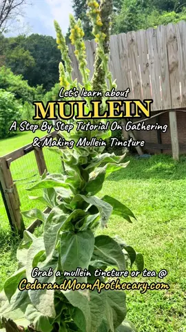 One of my favorite herbs of all time is absolutely Mullein! This plant is a powerful respiratory herb that can offer support for any sort of respiratory illness. She works to strengthen the lungs and expel mucous from our bodies. She also helps with nicotine cessation and is great for long time smokers who are trying to quit tobacco. #mulleinleaf #mulleinflower #mulleinmedicine #medicinalplants #naturalremedies #herbalism #plantsthatheal #plantmedicine #cedarandmoonapothecary #indigigardener 