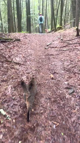 Yes, Chef the cat hikes too. #hikingcat #cat #catsoftiktok #adventure 
