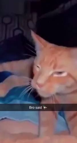 quack #meme #cat 