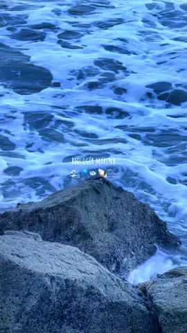 Amo la bilogia marina🌊🪼🐟🐚🫧 #bilogiamarina #foryou @TikTok en español @TikTok #fyp #ocean #acuario #animals 