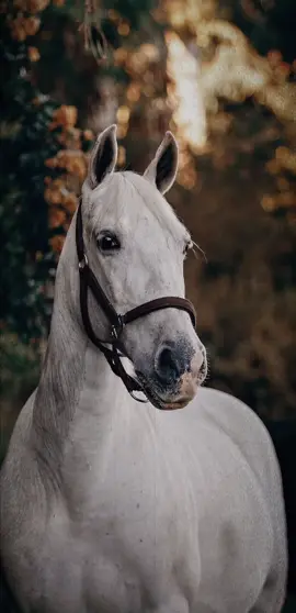 Nacha malam xrap naka 🌚🩶 #barzoniii #fyp #foryourpage #horse #viral #foryou 