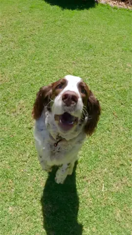 The goodest boy + a creative GoPro mount 🐕🥺  Shot by @LukeBell with #GoProHERO11 Black Mini. #gopro #dogs #dog #pets #dogsoftiktok #dogtok #puppy 