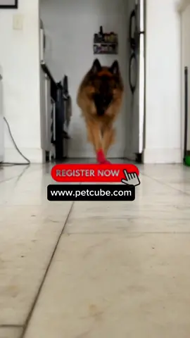 CODE: APOLLO50 will provide You with a 50% discount for the first two months of Emergency Fund by Petcube subscription. @petcube ‼️#petcube #petinsurance #petcubeemergencyfund #germanshepherd #dogsoftiktok #fyp #viral 