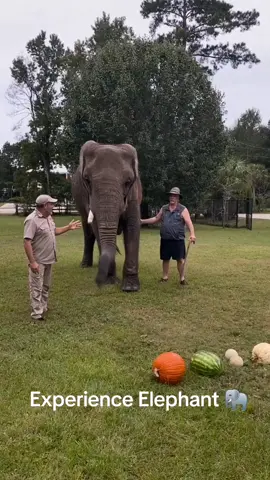 #wildlife #wildnature #attack Fabulous Elephant 🐘 attack on favourite food