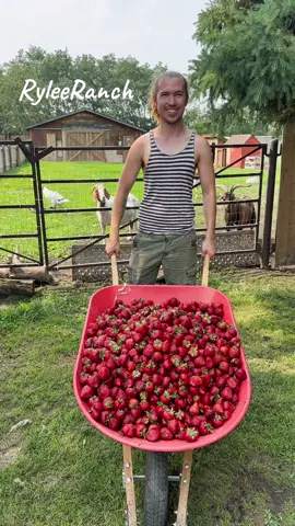 Corey at The Rylee Ranch: Today on the menu, a big wheelbarrow of strawberries for the goats!  ##ryleeranch##kalanrylee##followme##foryou##foryoupage##fyp##trending##tiktok##Love##animals##viral##Outdoors##Summer##farm##farmlife##dailylife##gayboy##farmboy##alberta ##asmr##asmrsounds##asmrvideo##asmrtiktoks##asmrfood##asmreating##goatasmr ##maplethegoat##dollythegoat ##goat##stitchthegoat##lilothegoat##moanathegoat##annathegoat##elsathegoat##dumbothegoat##marythegoat##tinkerbellthegoat##alicethegoat##goatsoftiktok##strawberries